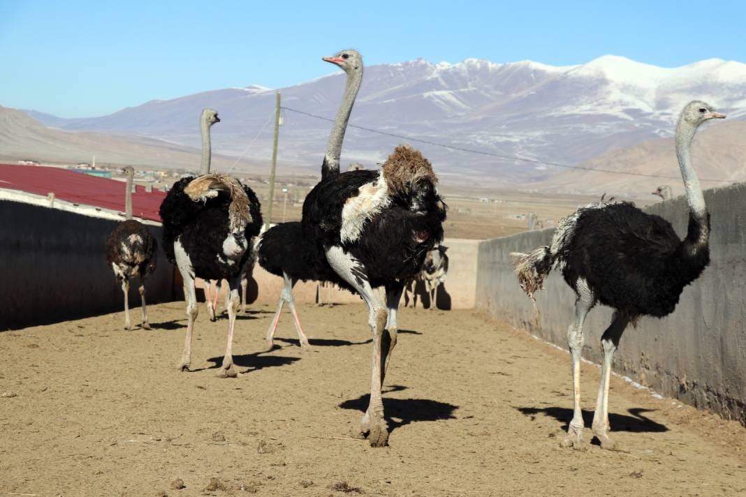 Bu yumurta tam 25 tavuk yumurtasına denk geliyor 1